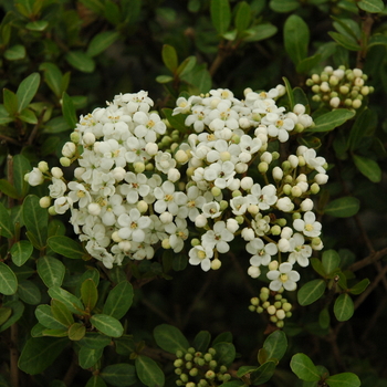 Viburnum obovatum 'Walters' - Viburnum - Walters