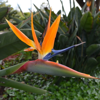 Strelitzia reginae - Bird of Paradise - Orange and Mandela's Gold