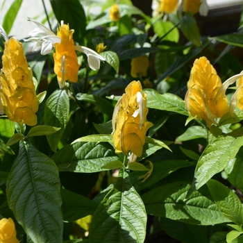 Pachystachys lutea - Shrimp Plant - Yellow