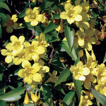 Gelsemium sempervirens - Jasmine - Carolina