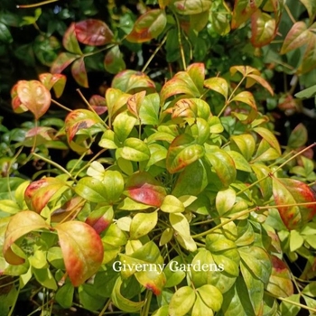 Nandina domestica 'Firepower' - Bamboo - Heavenly 'Firepower'