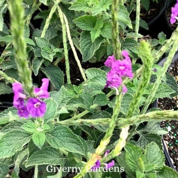 Stachytarpheta mutabilis - Porterweed - Coral and Blue