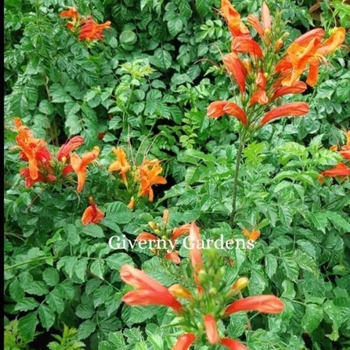 Tecomaria capensis - Honeysuckle - Cape