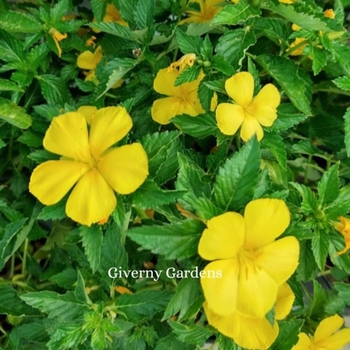 Turnera ulmifolia - Yellow Alder aka Jamaican Buttercup