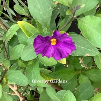 Solanum rantonnetii - Royal Robe