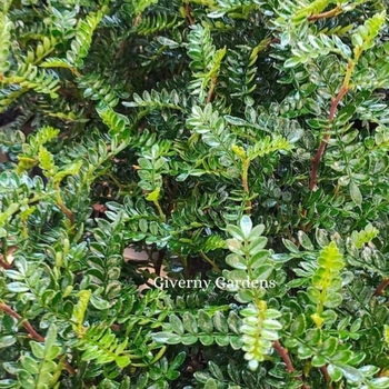 Zanthoxylum beecheyanum - Chinese Pepper