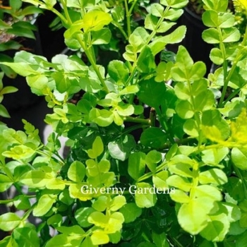 Zanthoxylum fagara - Wild Lime