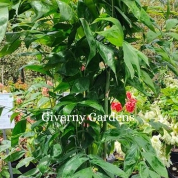 Chaemadorea falcifera - Palm - Nani