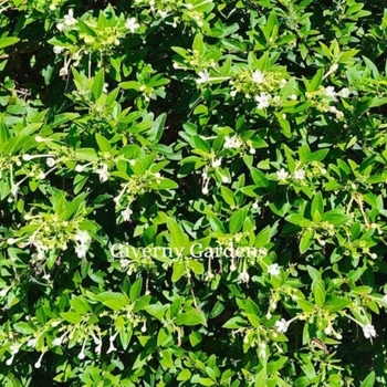 Schaefferia frutescens - Florida Boxwood