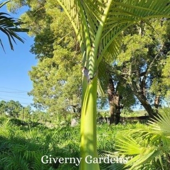 Pseudophoenix sargentii - Palm - Buccaneer