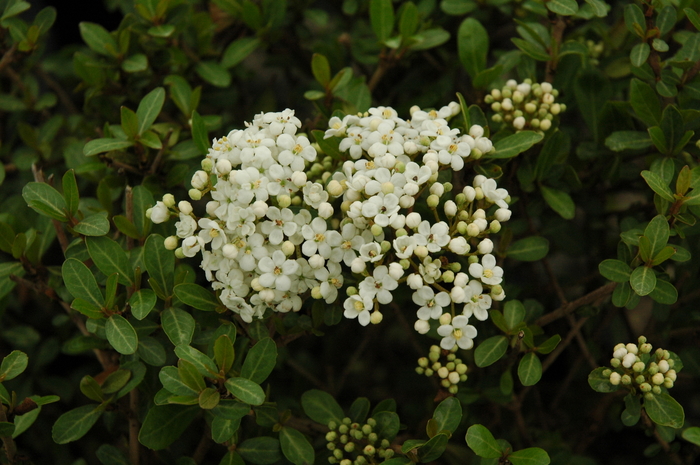 Viburnum - Walters - Viburnum obovatum 'Walters' from Giverny Gardens