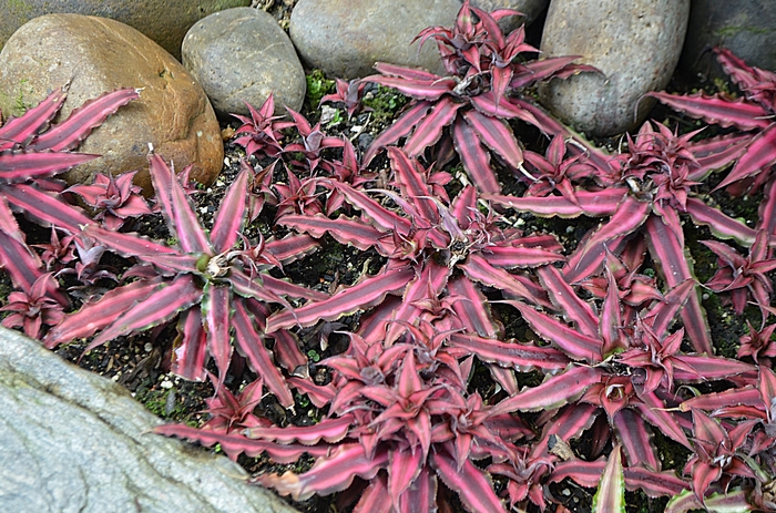 Earth Star - Assorted Varieties - Cryptanthus from Giverny Gardens