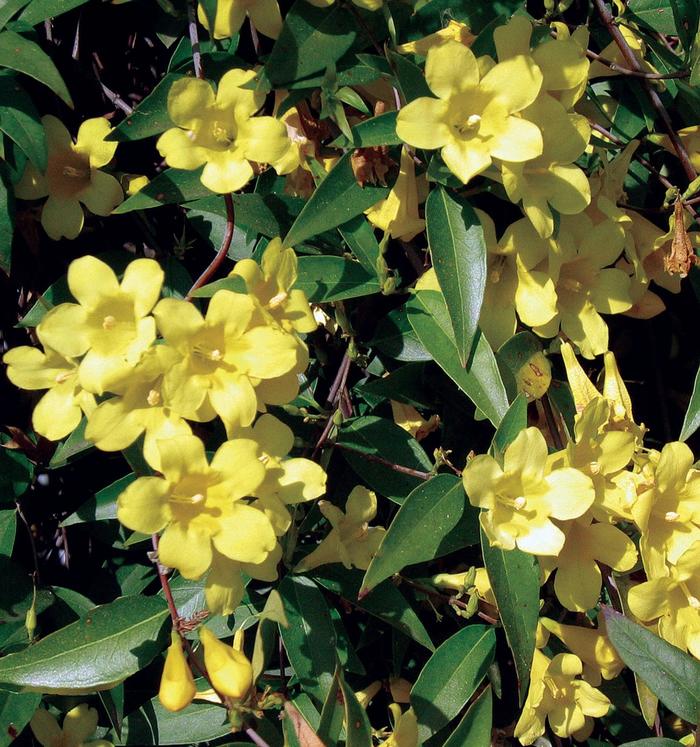 Jasmine - Carolina - Gelsemium sempervirens from Giverny Gardens