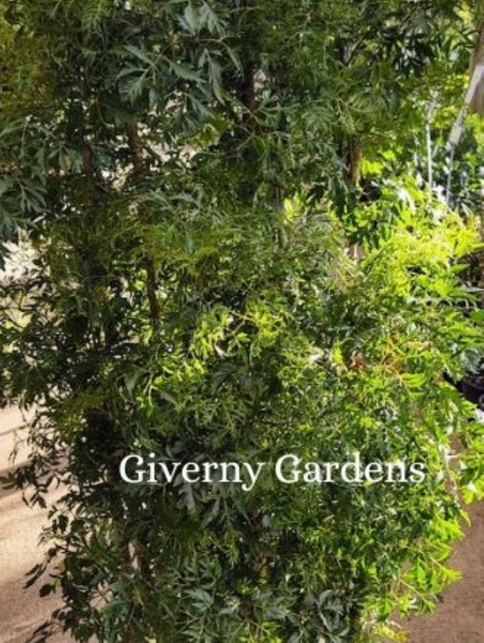 Aralia - Ming - Polyscias fruticosa from Giverny Gardens