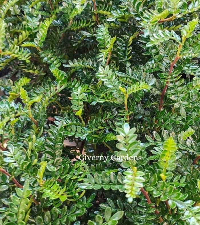 Chinese Pepper - Zanthoxylum beecheyanum from Giverny Gardens