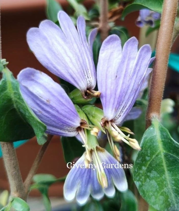 Blue Lips - Sclerochiton harveyanus from Giverny Gardens