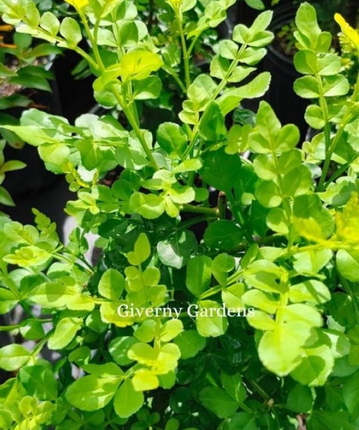 Wild Lime - Zanthoxylum fagara from Giverny Gardens