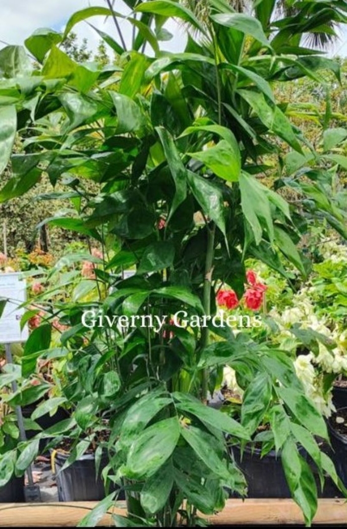 Palm - Nani - Chaemadorea falcifera from Giverny Gardens
