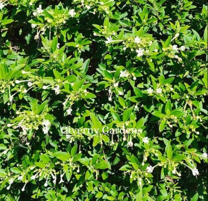 Florida Boxwood - Schaefferia frutescens from Giverny Gardens