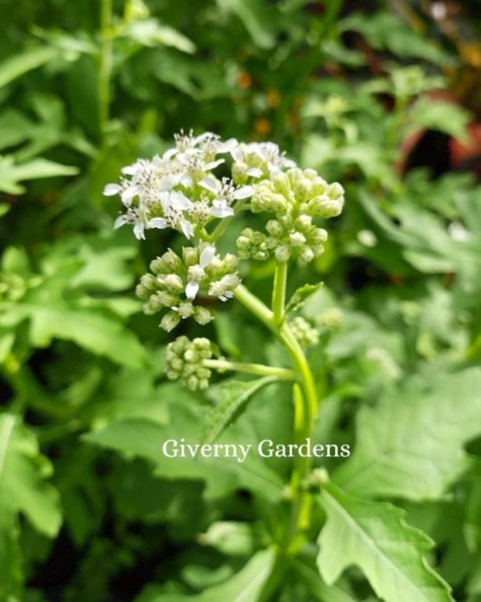 Frostweed - Verbesina virginica from Giverny Gardens