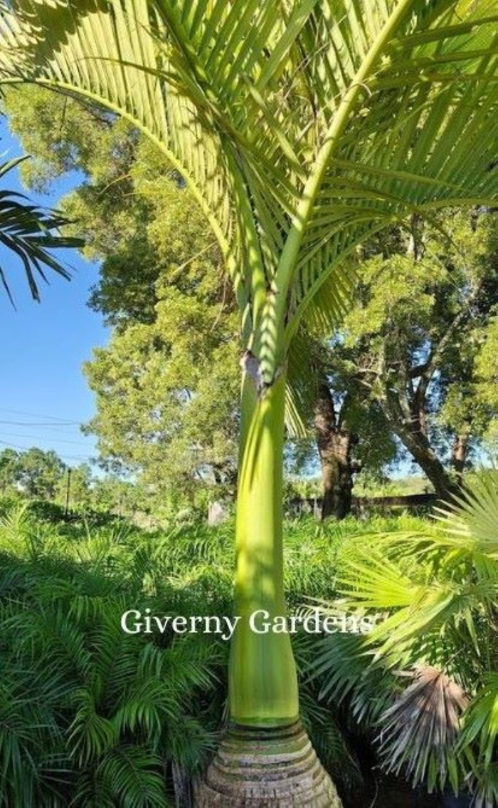 Palm - Buccaneer - Pseudophoenix sargentii from Giverny Gardens